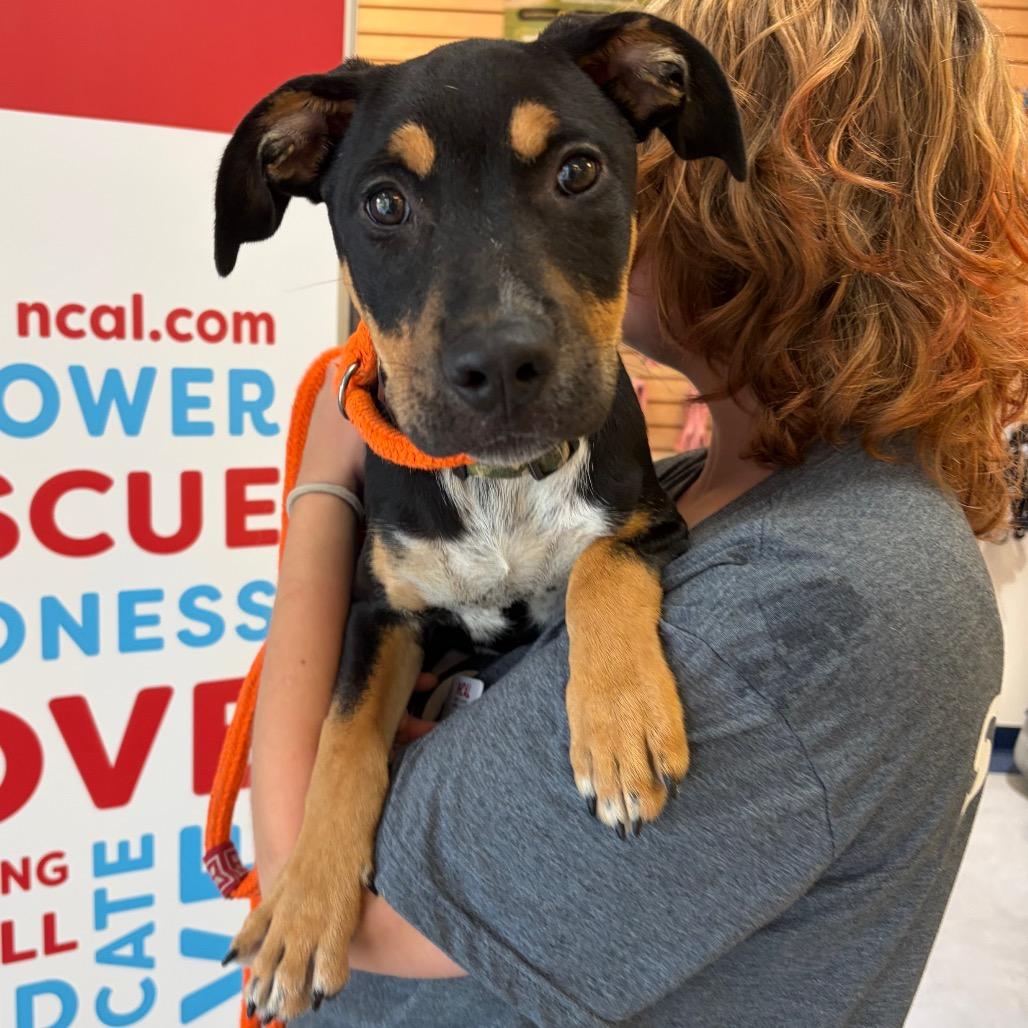Enlarge Lilith, a Adoptable Mixed Breed in Morrisville, VT image 4/6