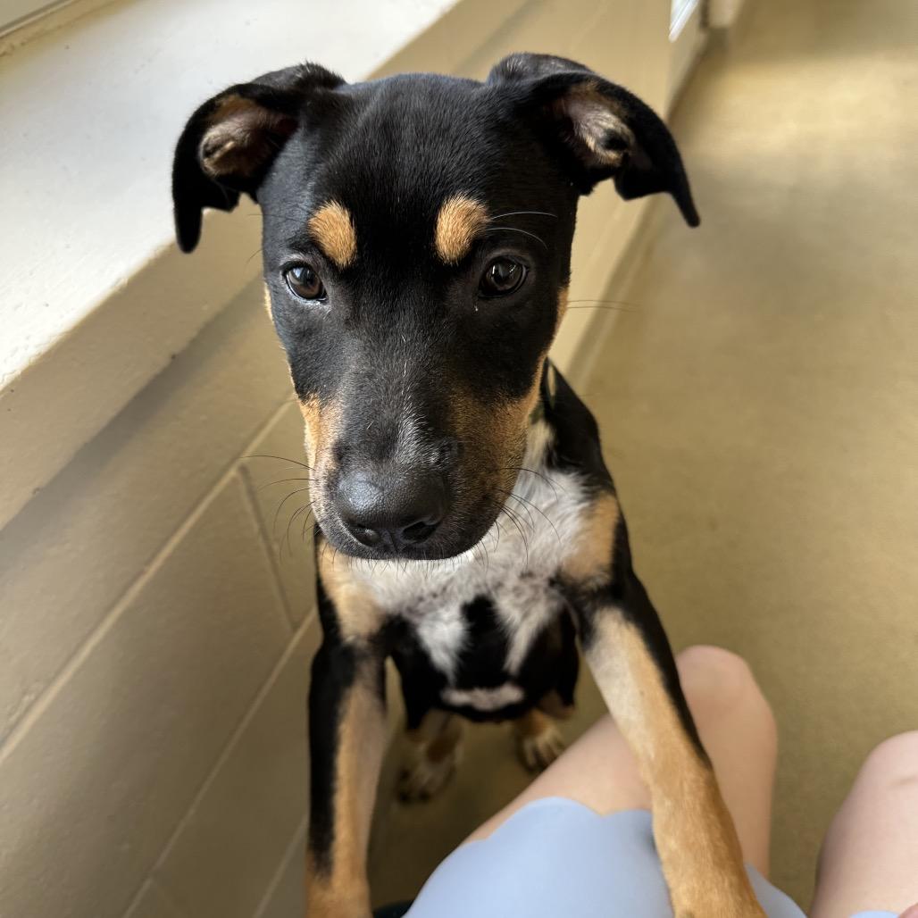 Enlarge Lilith, a Adoptable Mixed Breed in Morrisville, VT image 5/6
