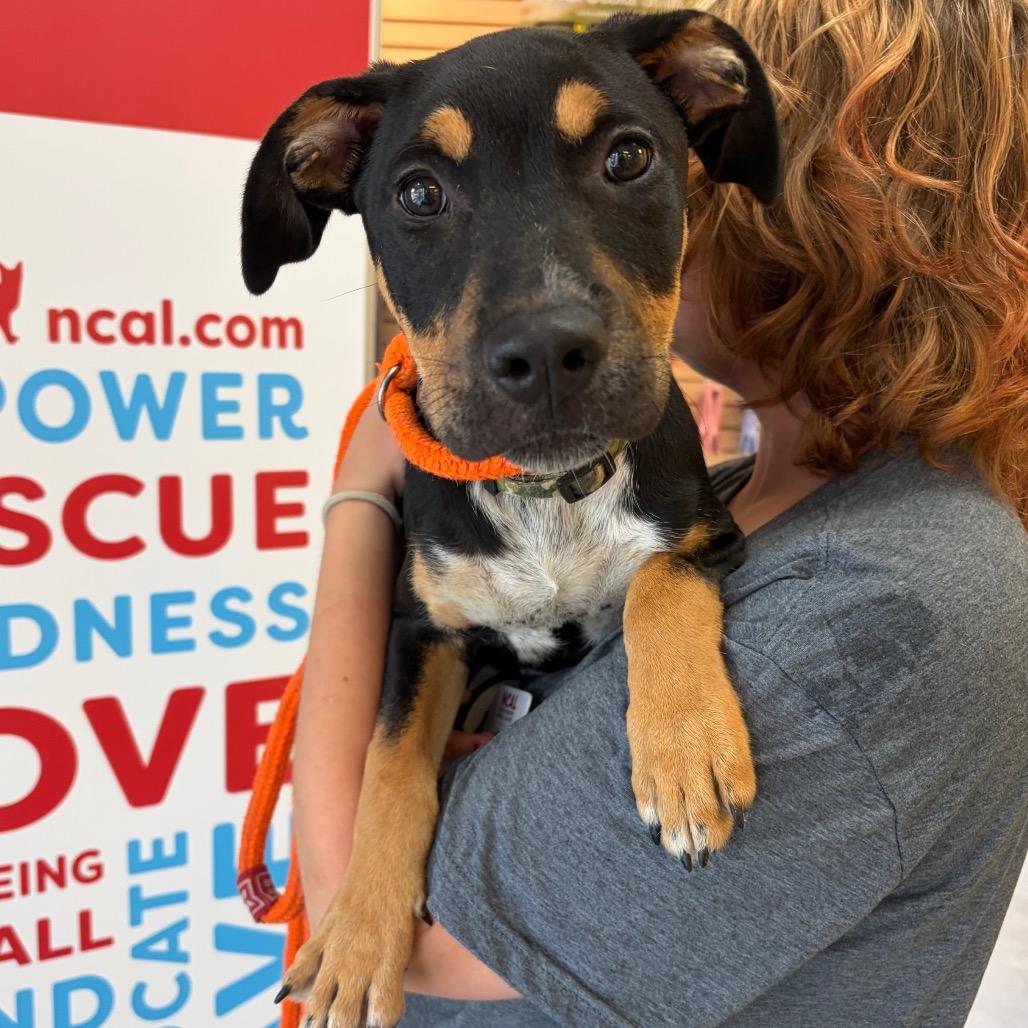 Enlarge Lilith, a Adoptable Mixed Breed in Morrisville, VT image 6/6