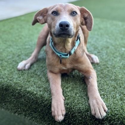 Jewel, Adopted, Puppy Female Mixed Breed.