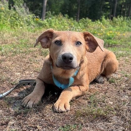 Enlarge Jewel, a Adopted Mixed Breed in Hackensack, MN image 3/3