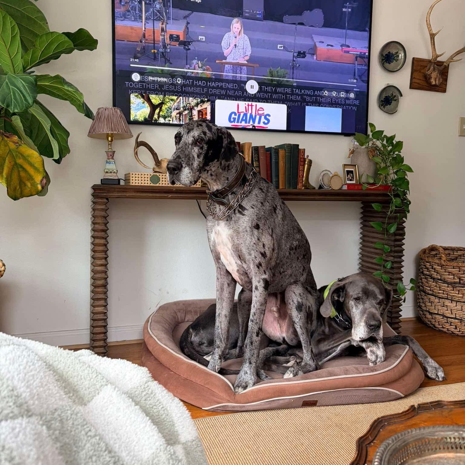 Enlarge Judd, a ADOPTABLE Great Dane in Houston, TX image 4/4