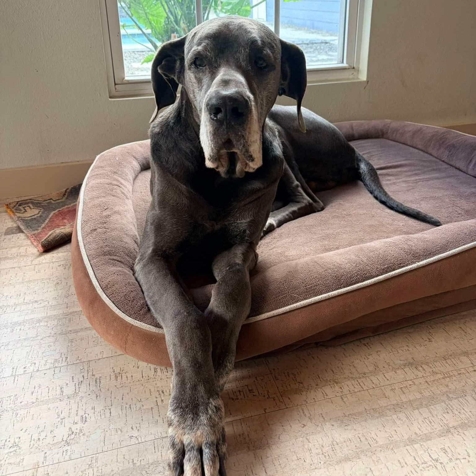 Enlarge Judd, a ADOPTABLE Great Dane in Houston, TX image 1/4