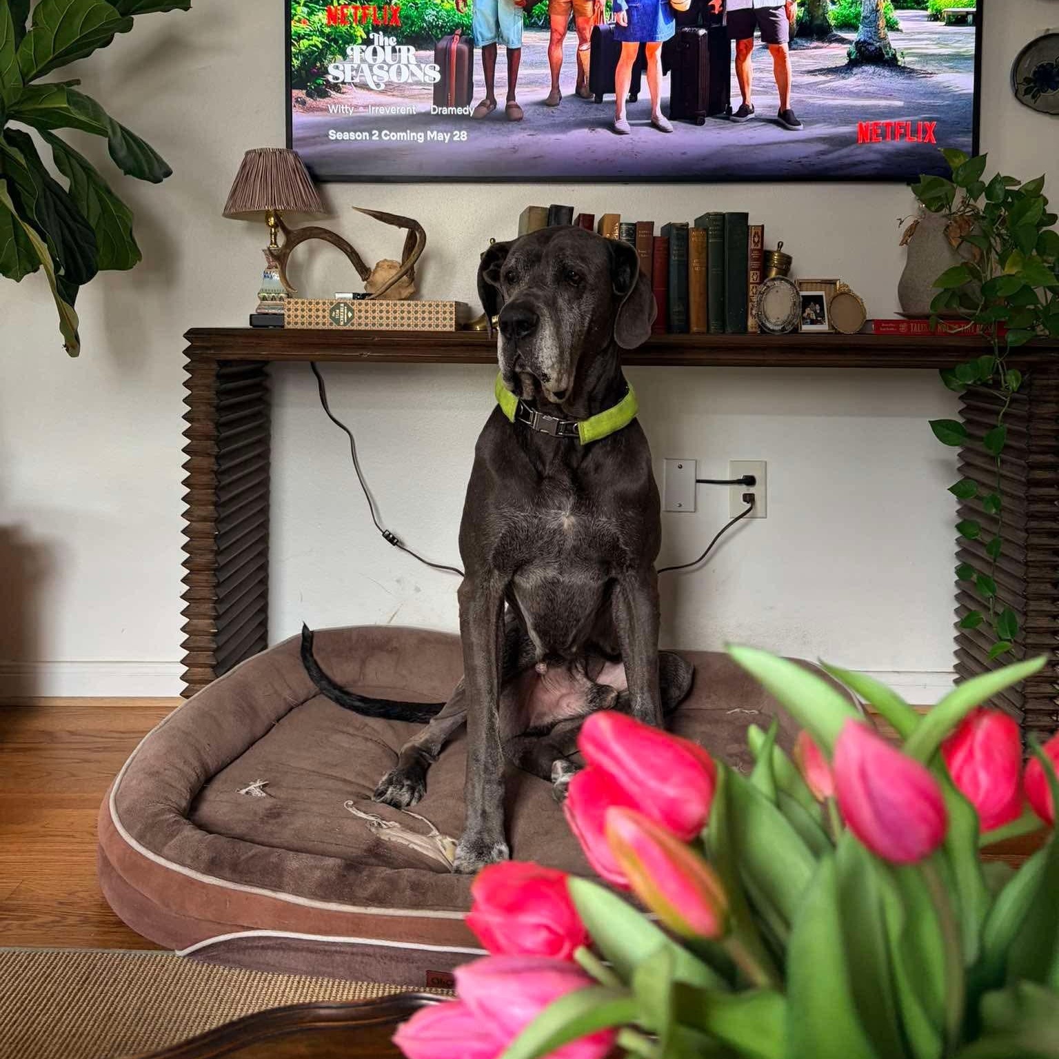 Enlarge Judd, a ADOPTABLE Great Dane in Houston, TX image 3/4