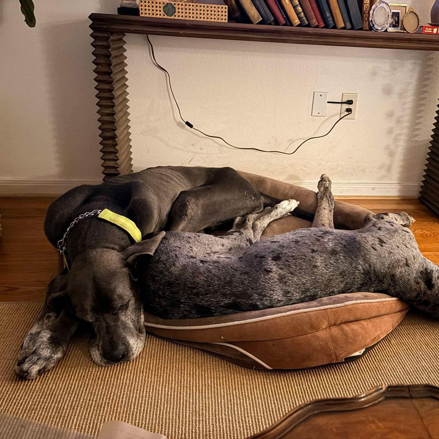 Enlarge Judd, a ADOPTABLE Great Dane in Houston, TX image 2/4