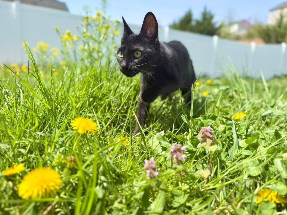 Tinsel, ADOPTABLE, Young Female Domestic Short Hair.