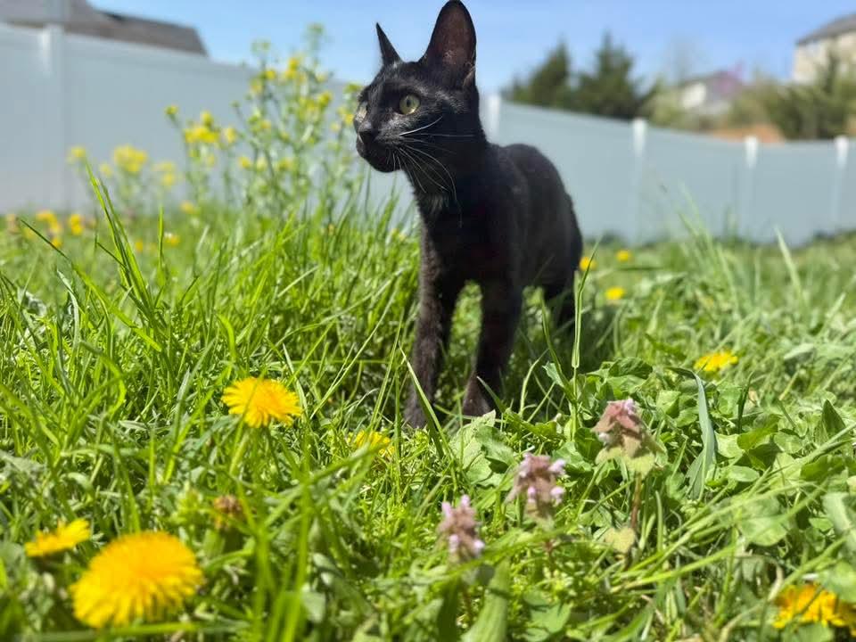Enlarge Tinsel, a ADOPTABLE Domestic Short Hair in Manchester, MD image 2/3