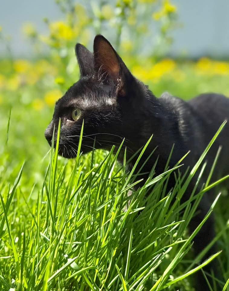 Enlarge Tinsel, a ADOPTABLE Domestic Short Hair in Manchester, MD image 3/3