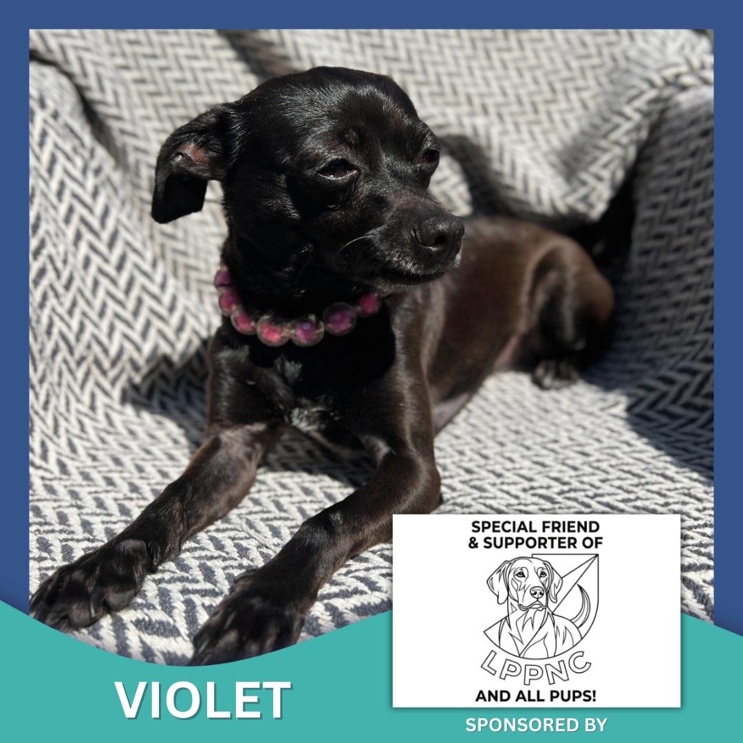 Enlarge Violet, a ADOPTABLE Chihuahua in High Point, NC image 1/6