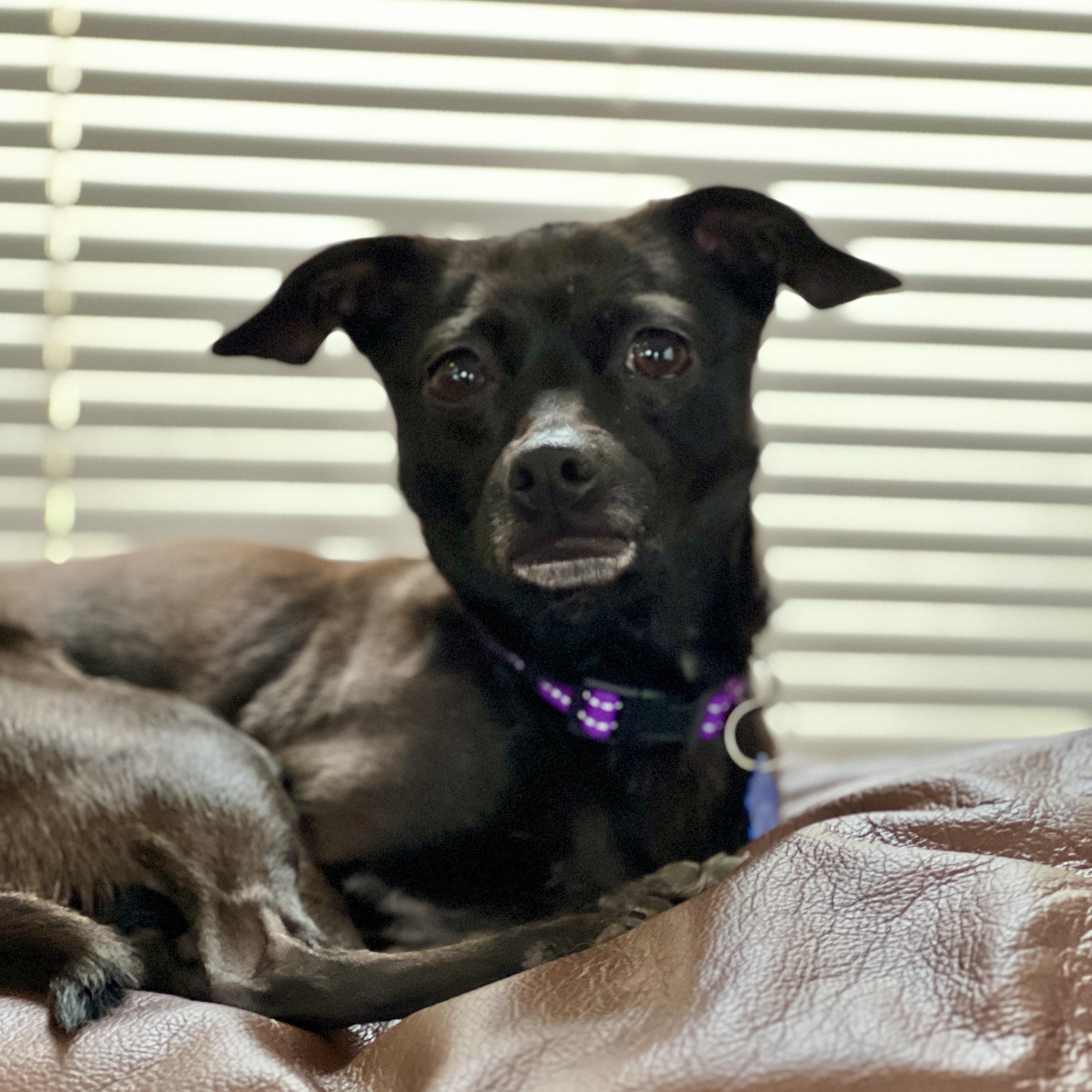 Enlarge Violet, a ADOPTABLE Chihuahua in High Point, NC image 3/6