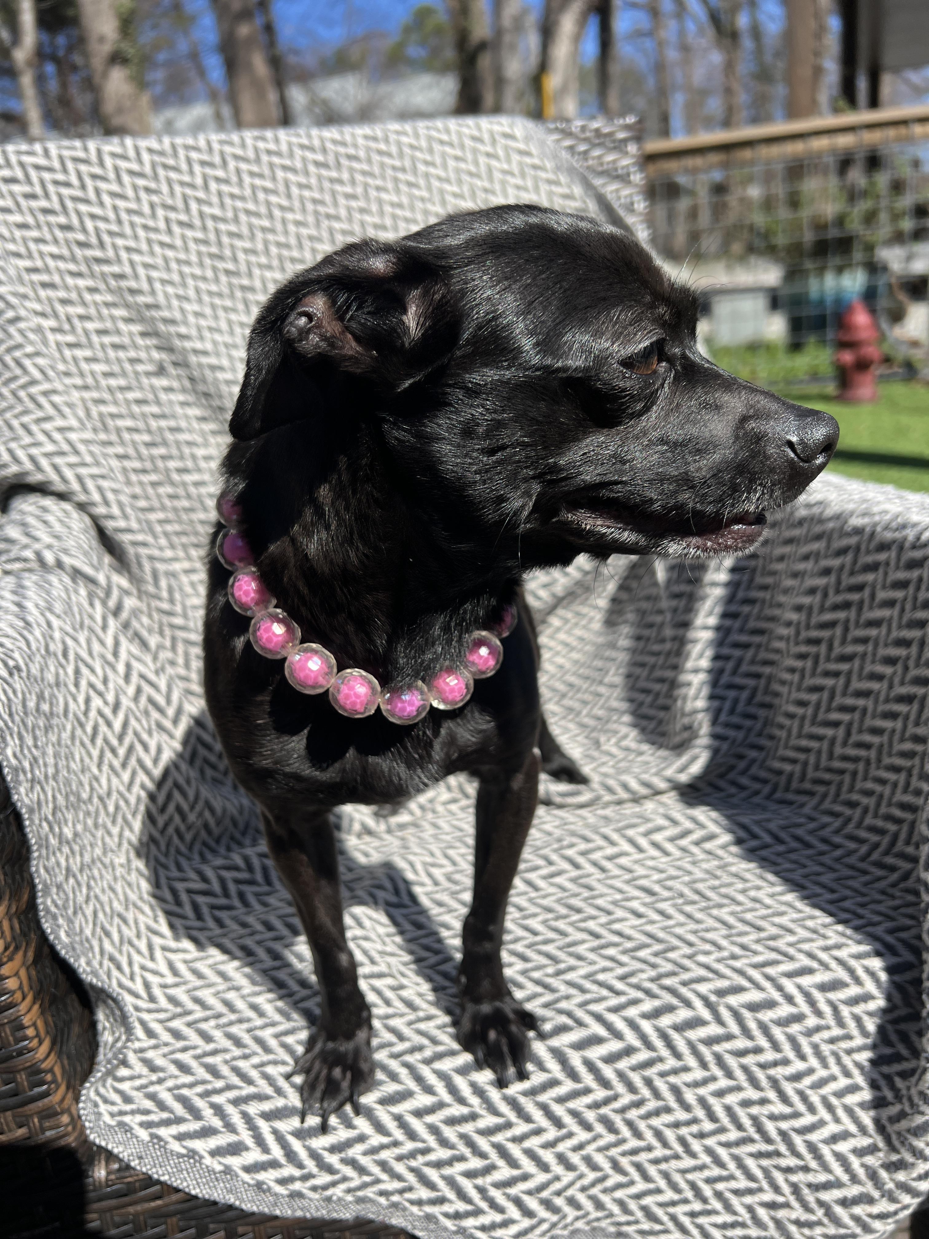 Enlarge Violet, a ADOPTABLE Chihuahua in High Point, NC image 5/6