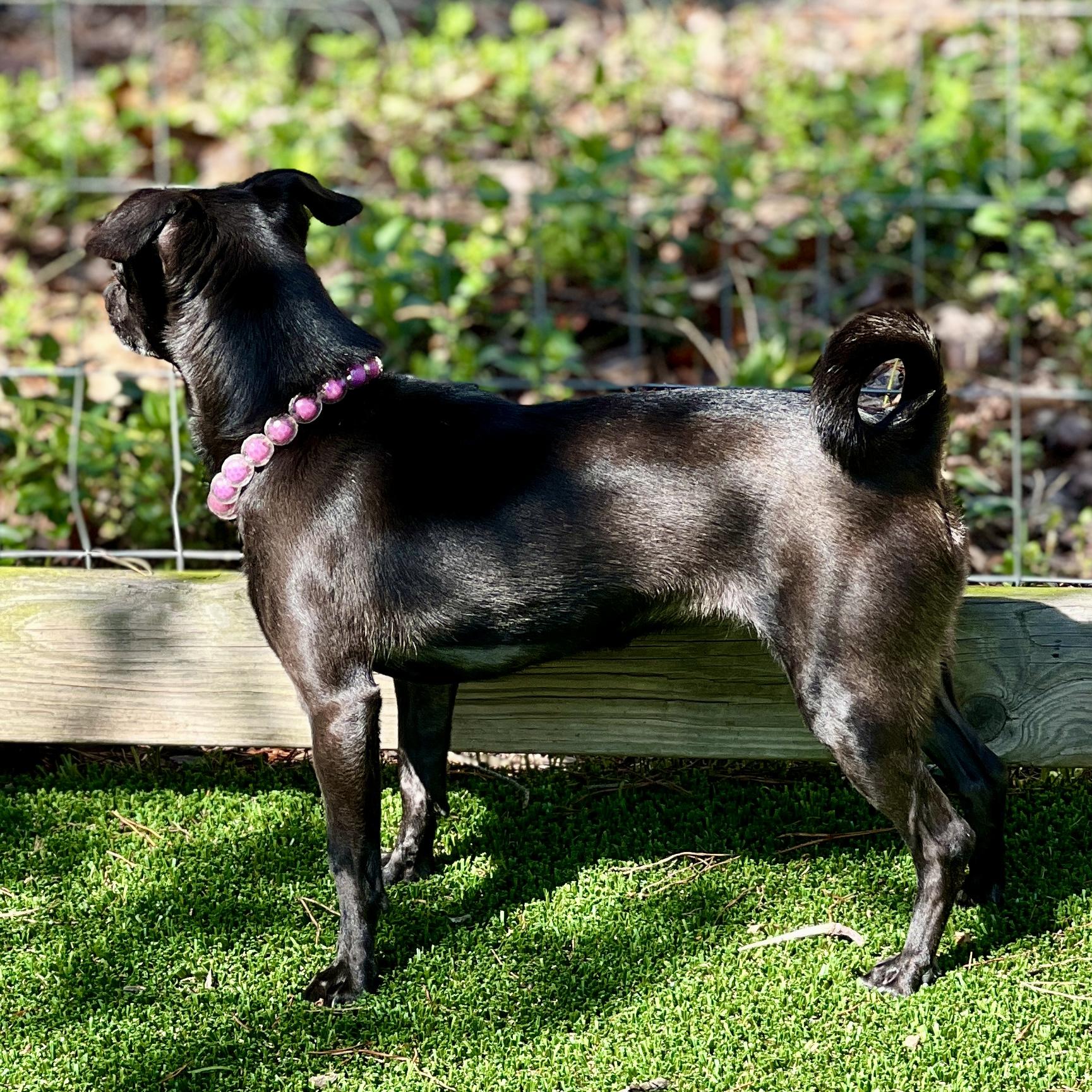 Enlarge Violet, a ADOPTABLE Chihuahua in High Point, NC image 6/6