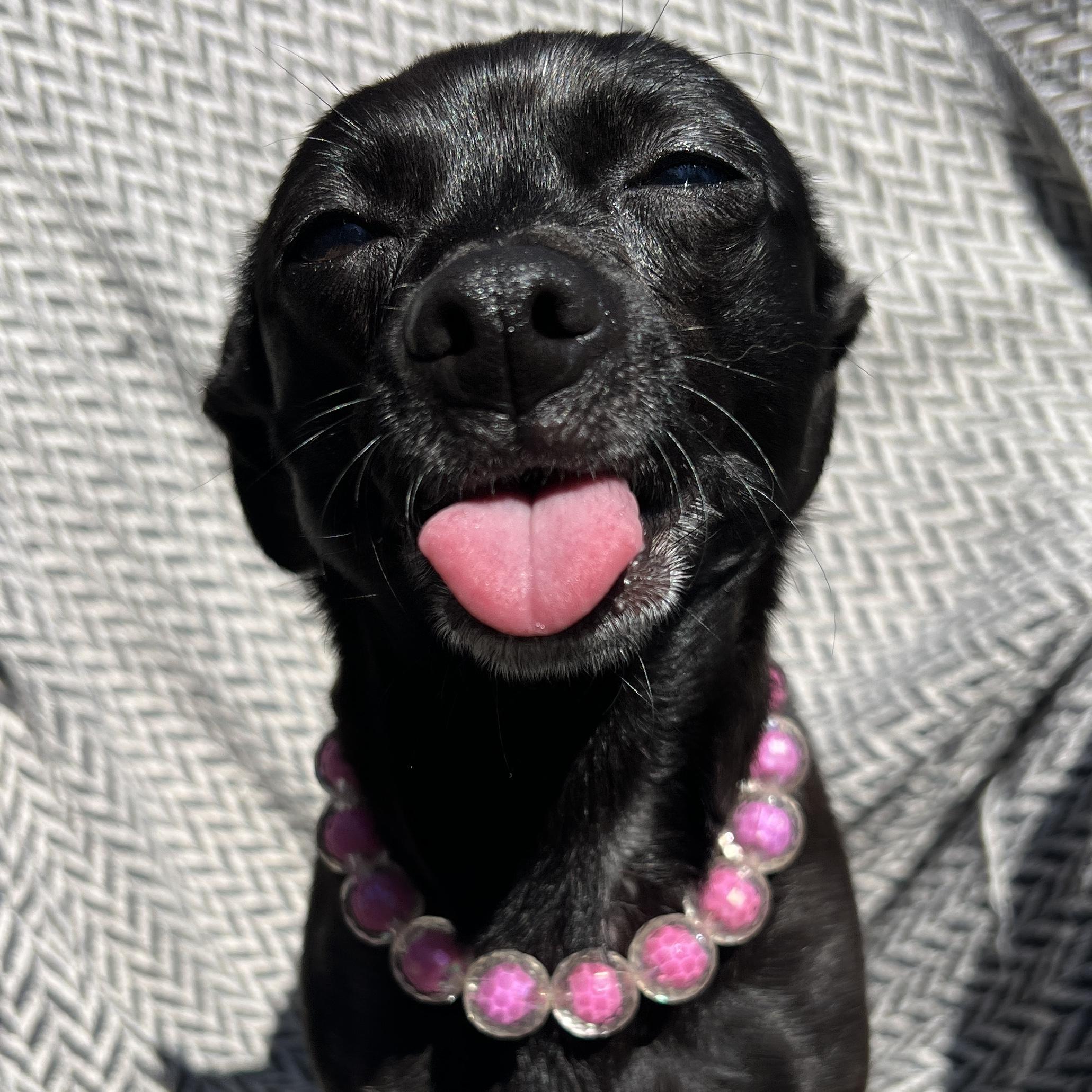 Enlarge Violet, a ADOPTABLE Chihuahua in High Point, NC image 4/6