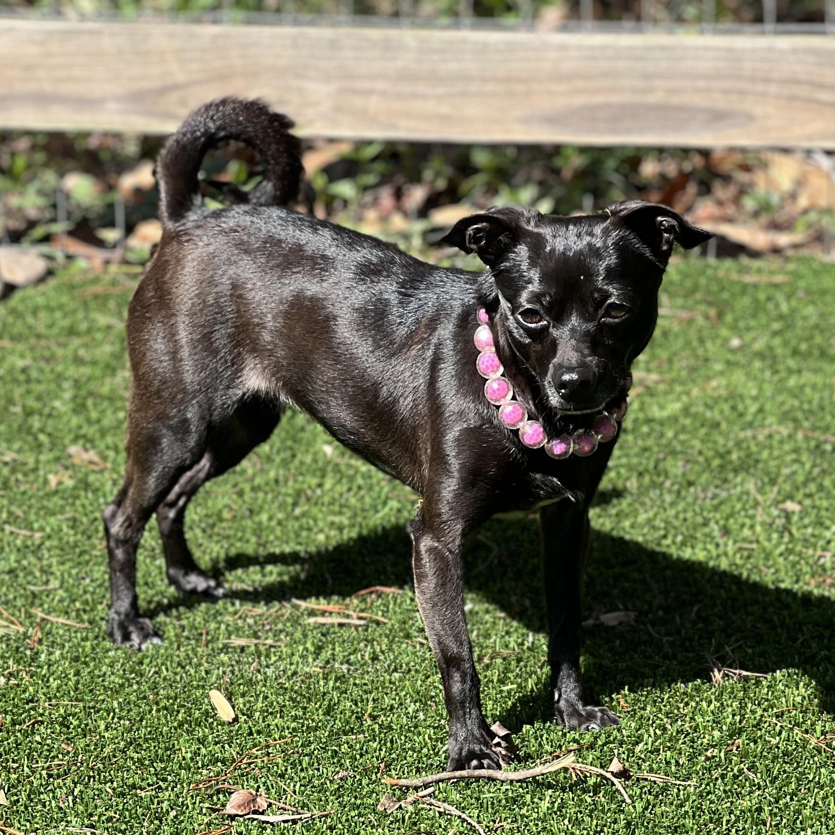 Enlarge Violet, a ADOPTABLE Chihuahua in High Point, NC image 2/6