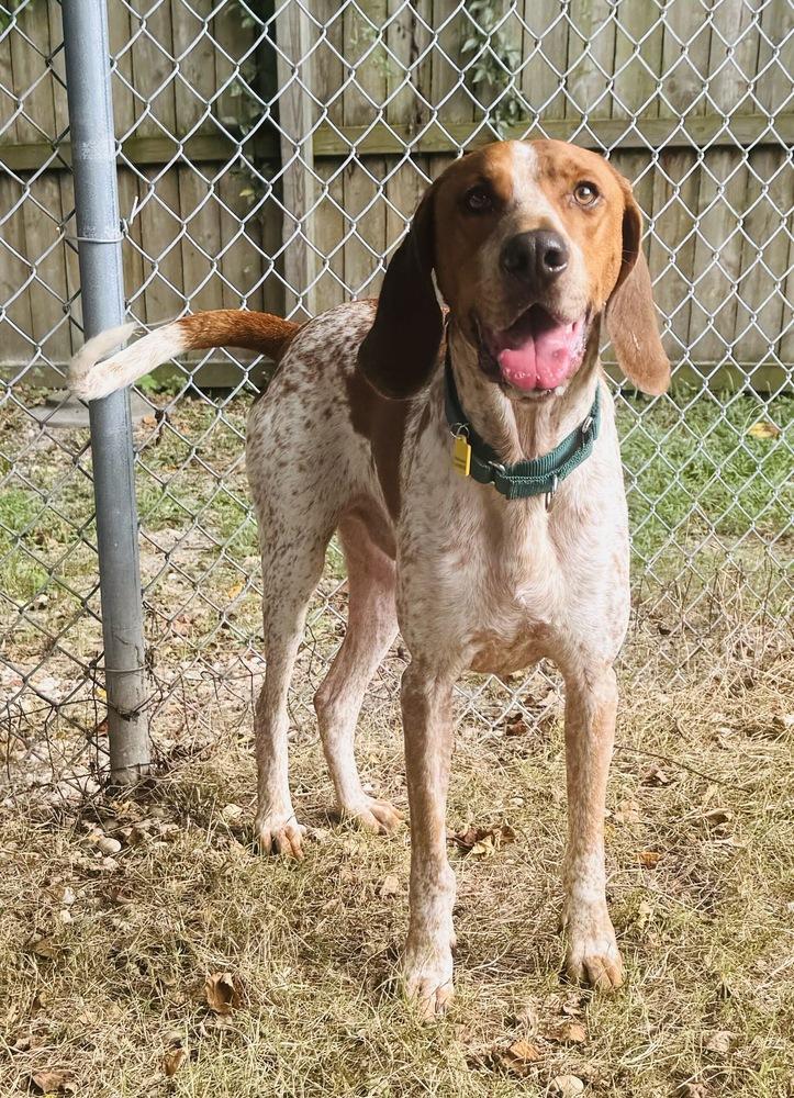 Enlarge Cracker Jack, a Adoptable English Coonhound in Charleston, SC image 1/6