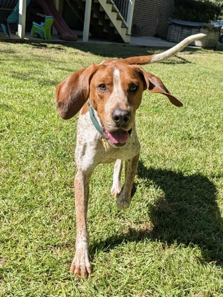 Enlarge Cracker Jack, a Adoptable English Coonhound in Charleston, SC image 2/6
