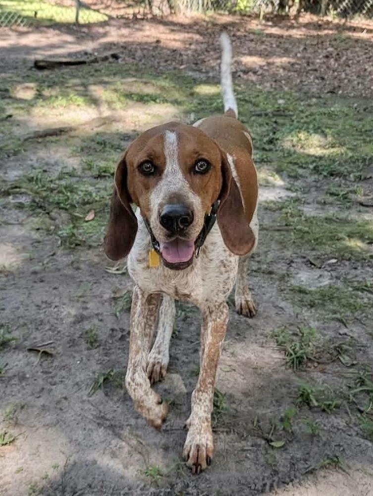 Enlarge Cracker Jack, a Adoptable English Coonhound in Charleston, SC image 3/6