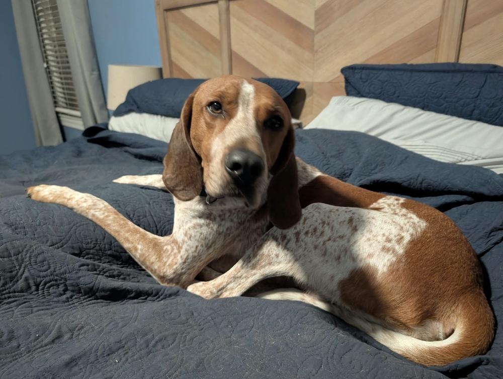 Enlarge Cracker Jack, a Adoptable English Coonhound in Charleston, SC image 4/6
