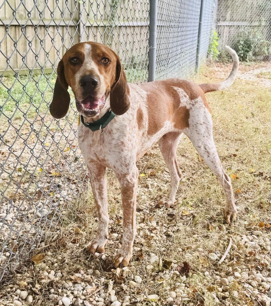 Enlarge Cracker Jack, a Adoptable English Coonhound in Charleston, SC image 5/6