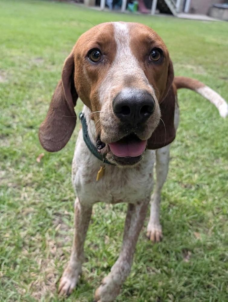 Enlarge Cracker Jack, a Adoptable English Coonhound in Charleston, SC image 6/6
