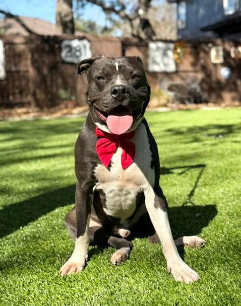 Stone, a ADOPTABLE Pit Bull Terrier in Southport, CT image 5/6