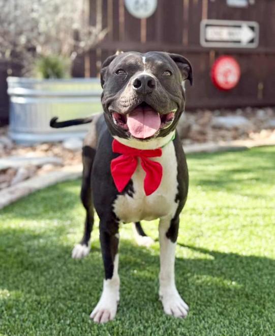 Stone, a ADOPTABLE Pit Bull Terrier in Southport, CT image 4/6