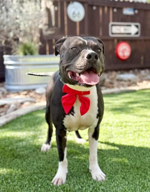 Stone, a ADOPTABLE Pit Bull Terrier in Southport, CT image 1/6