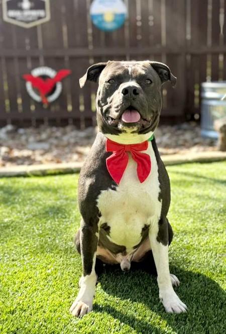 Stone, a ADOPTABLE Pit Bull Terrier in Southport, CT image 6/6