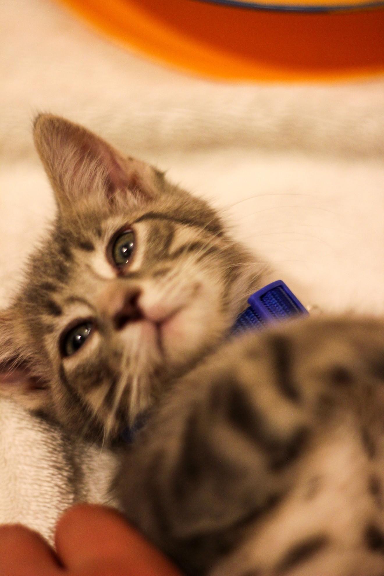 Dexter, Adoptable, Kitten Male Domestic Short Hair.