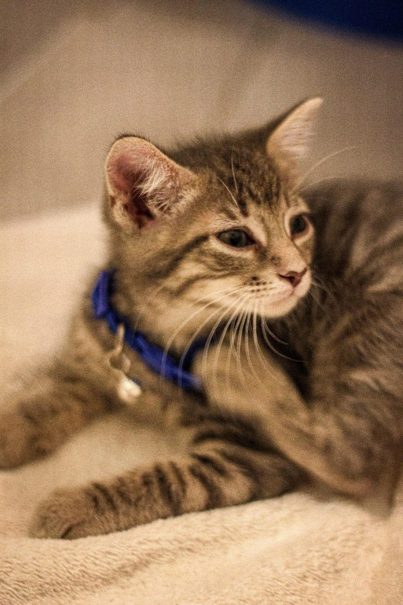 Enlarge Dexter, a Adoptable Domestic Short Hair in West Bloomfield, MI image 4/4