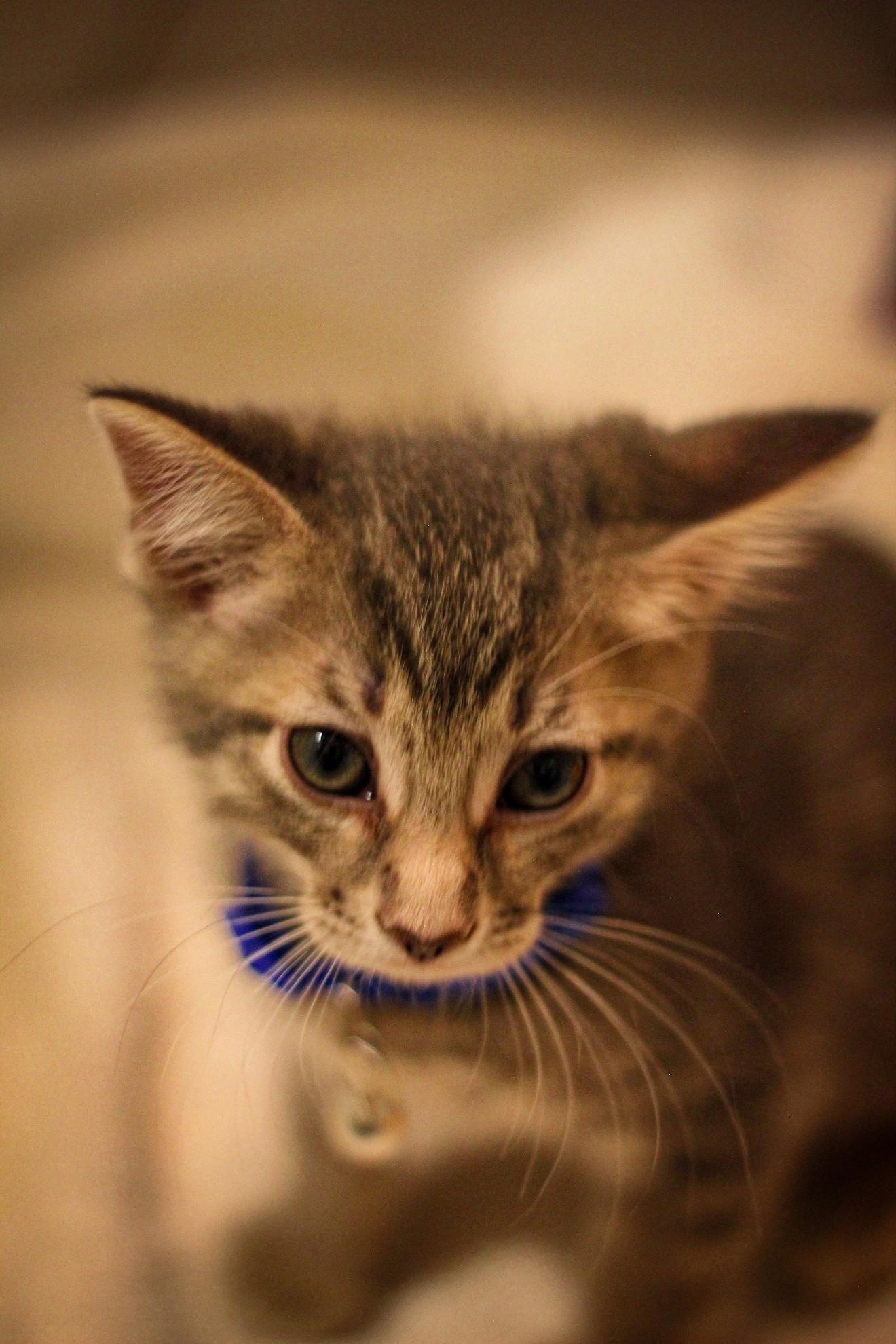 Enlarge Dexter, a Adoptable Domestic Short Hair in West Bloomfield, MI image 3/4