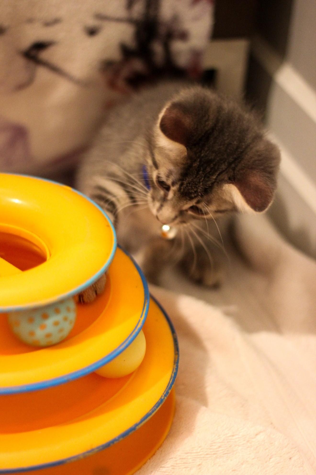 Enlarge Dexter, a Adoptable Domestic Short Hair in West Bloomfield, MI image 2/4