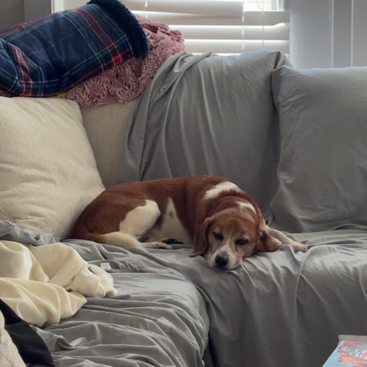 Enlarge Mozzie, a Adoptable mixed breed in Charlotte, NC image 6/6