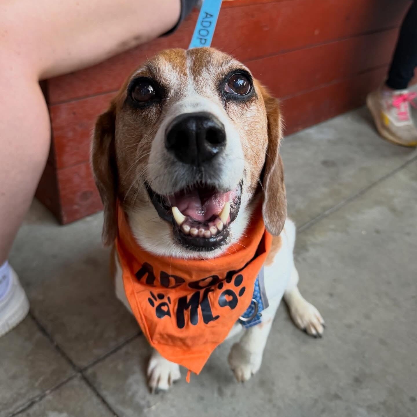 Enlarge Mozzie, a Adoptable mixed breed in Charlotte, NC image 1/6