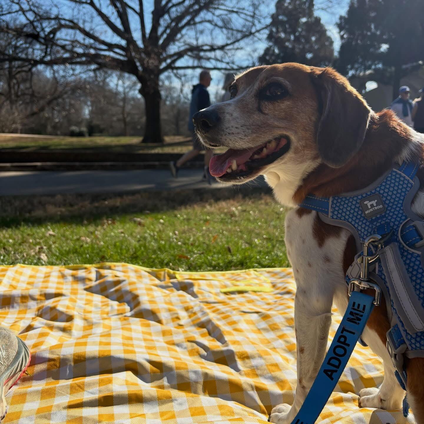 Enlarge Mozzie, a Adoptable mixed breed in Charlotte, NC image 4/6