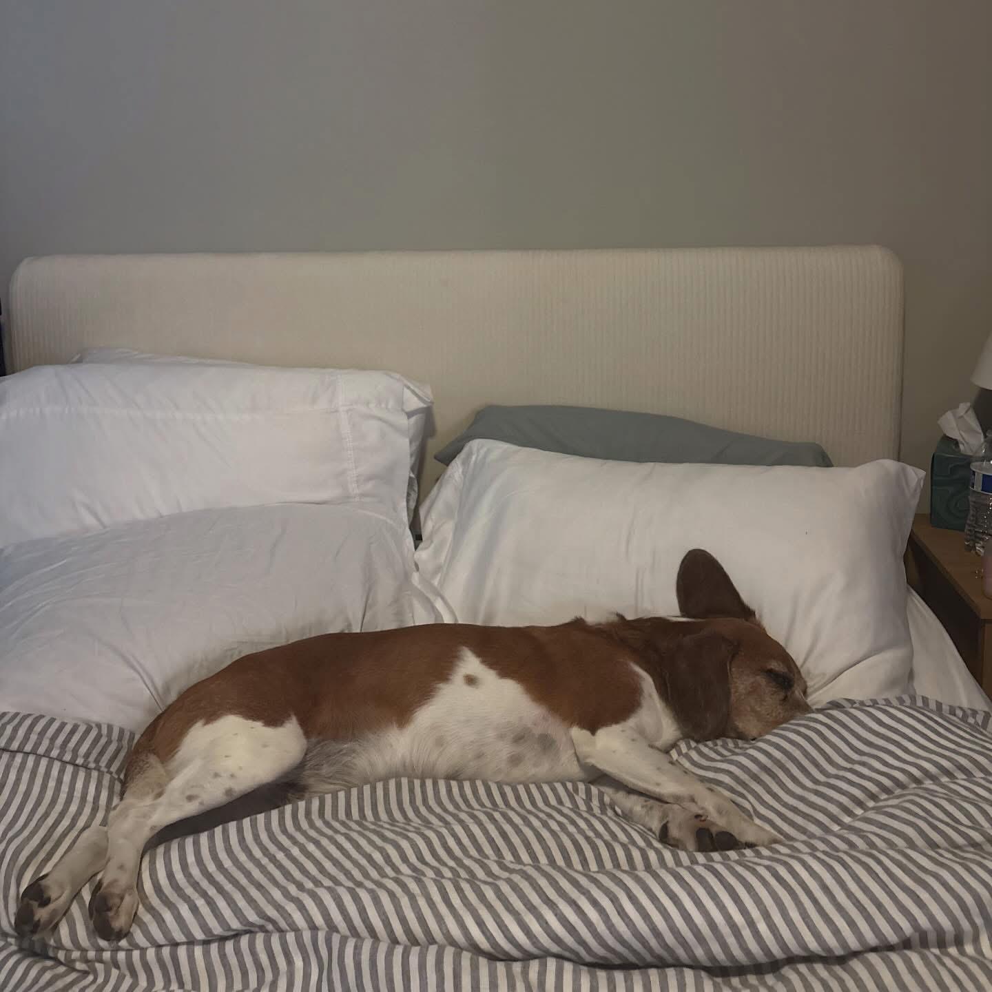 Enlarge Mozzie, a Adoptable mixed breed in Charlotte, NC image 5/6