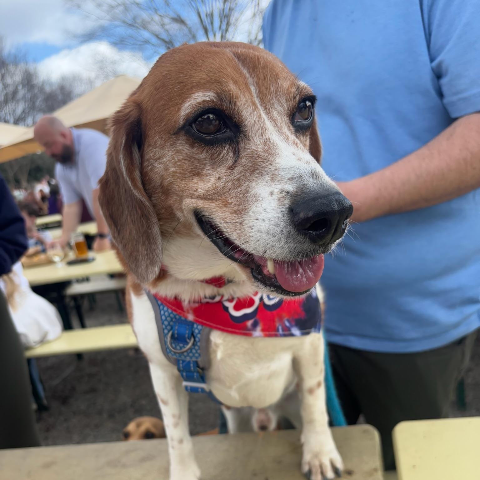 Enlarge Mozzie, a Adoptable mixed breed in Charlotte, NC image 2/6