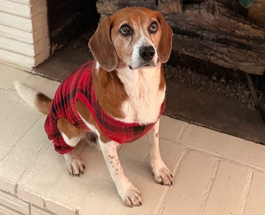 Enlarge Mozzie, a Adoptable mixed breed in Charlotte, NC image 3/6