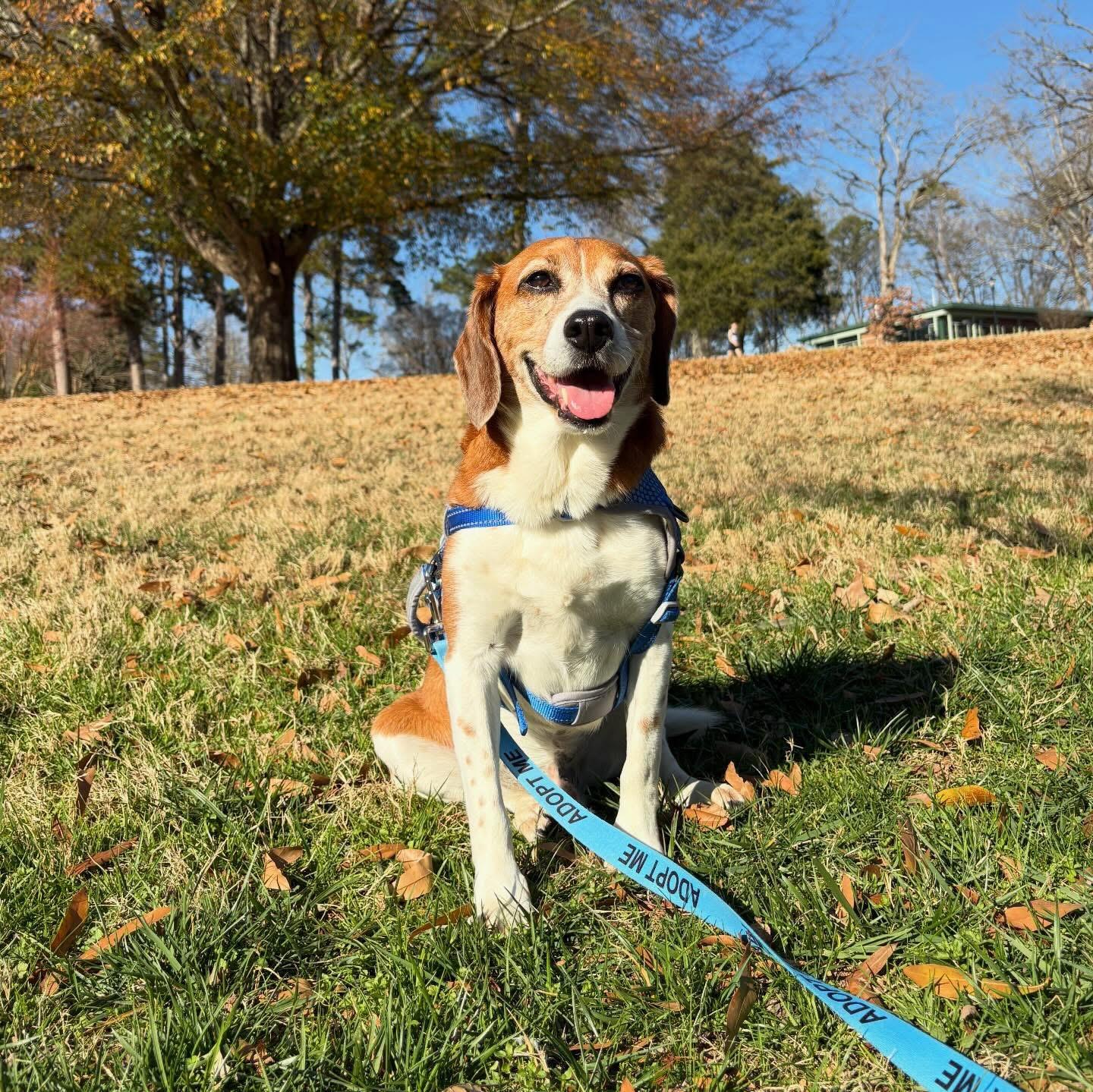Mozzie, Adoptable, Adult Male Beagle.