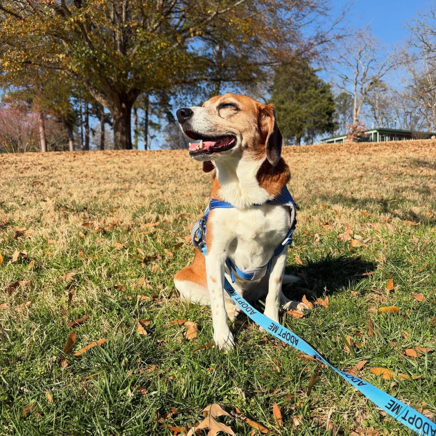 Enlarge Mozzie, a Adoptable mixed breed in Charlotte, NC image 2/6