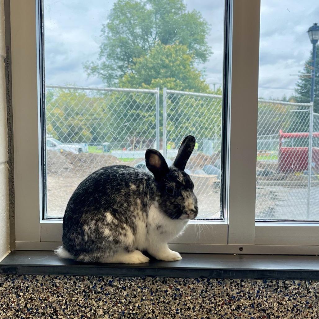 Mazikeen, Adoptable, Adult Female Bunny Rabbit.