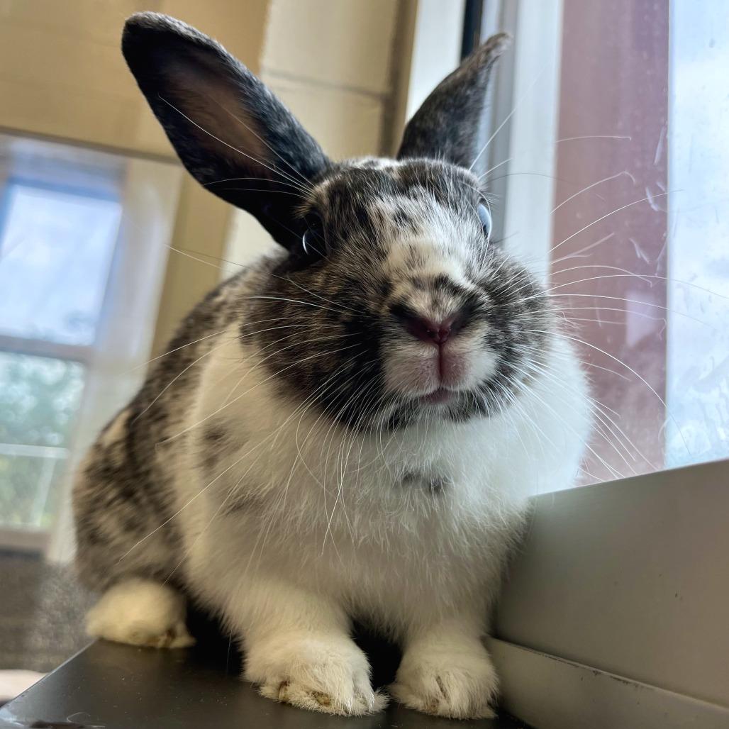 Enlarge Mazikeen, a Adoptable Bunny Rabbit in Fairport, NY image 2/4