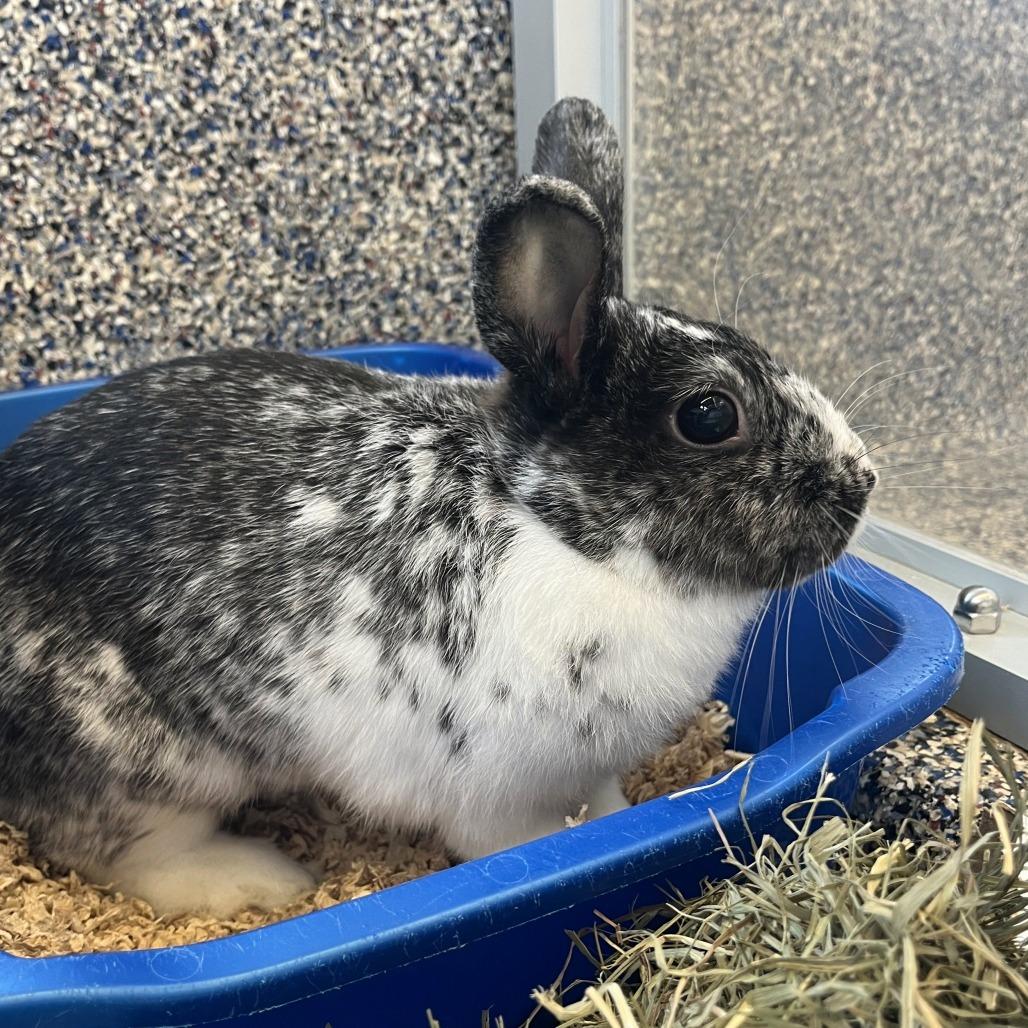 Enlarge Mazikeen, a Adoptable Bunny Rabbit in Fairport, NY image 3/4