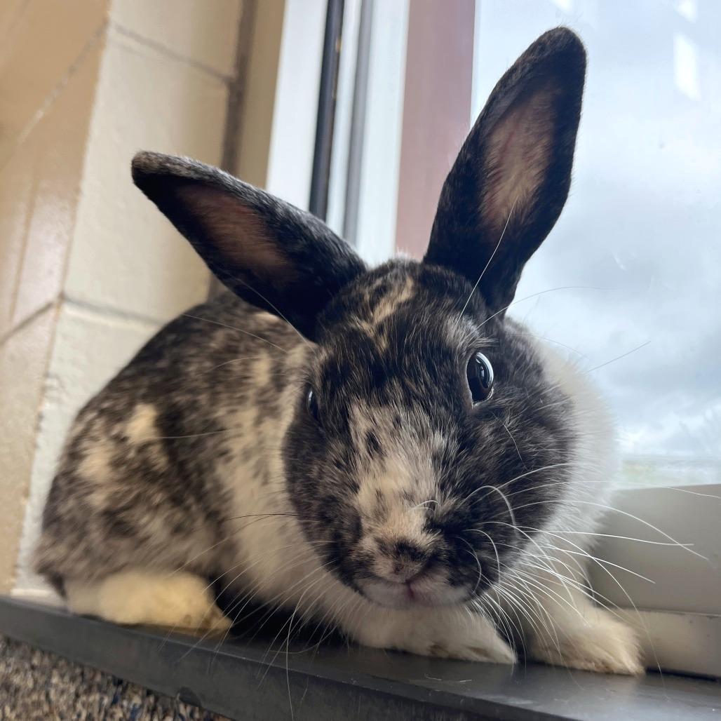 Enlarge Mazikeen, a Adoptable Bunny Rabbit in Fairport, NY image 4/4
