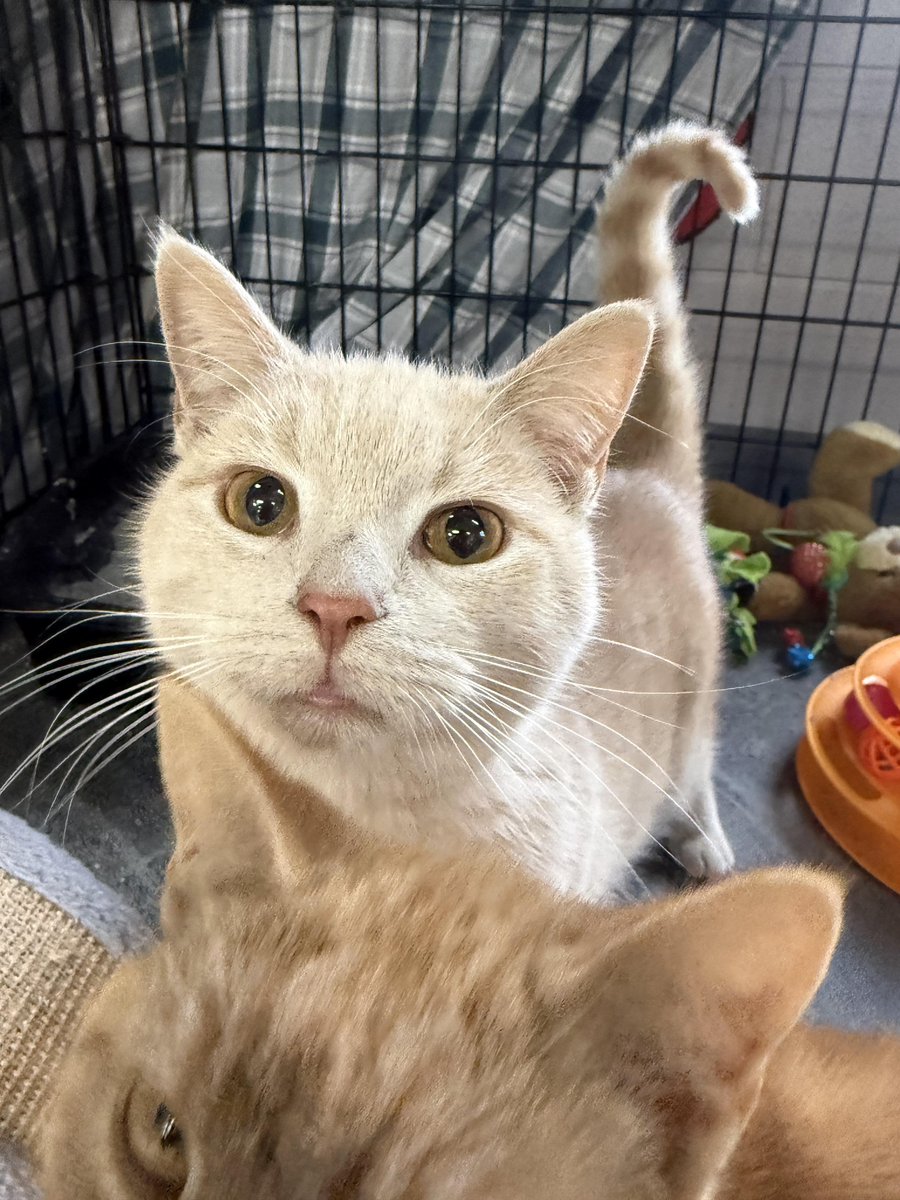 Percy, ADOPTABLE, Young Male Domestic Short Hair.