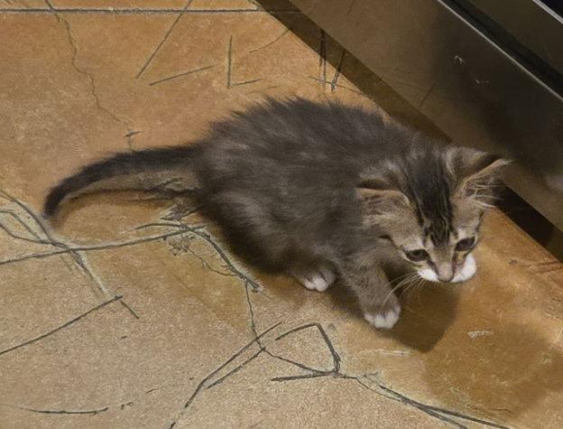 Enlarge Banjo, a Adopted mixed breed in Magnolia Springs, AL image 1/3