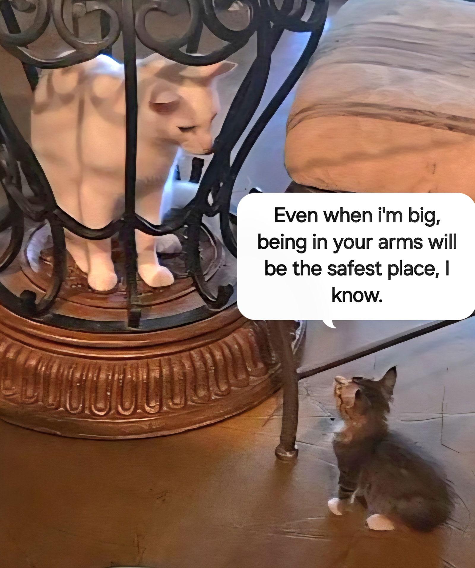 Enlarge Banjo, a Adopted mixed breed in Magnolia Springs, AL image 2/3