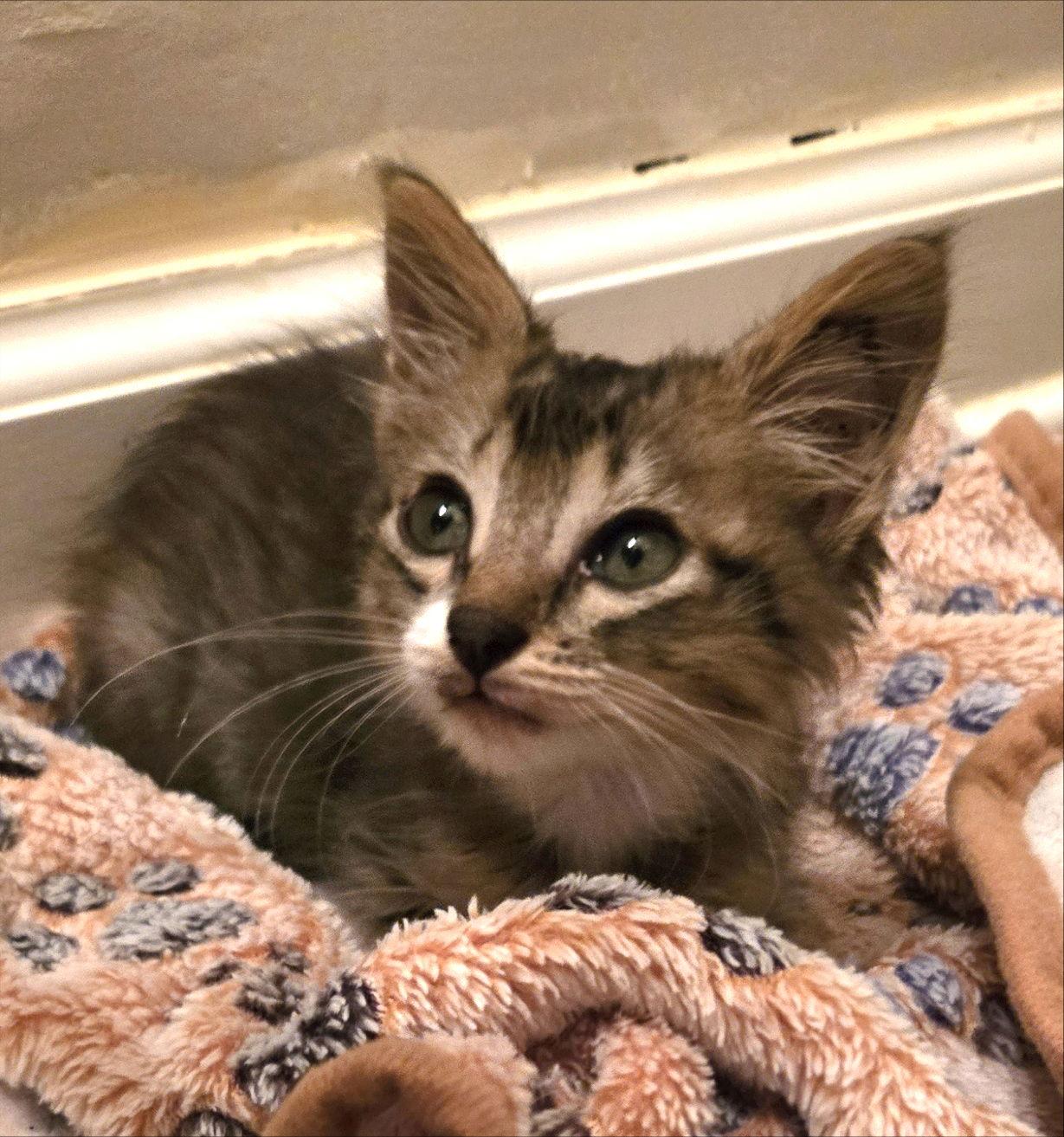 Enlarge Banjo, a Adopted mixed breed in Magnolia Springs, AL image 3/3