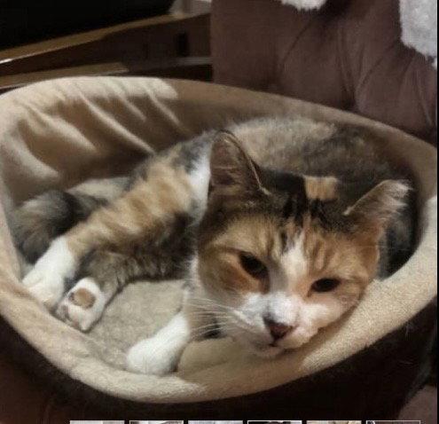 Persee, Adoptable, Adult Female Domestic Short Hair & Calico.
