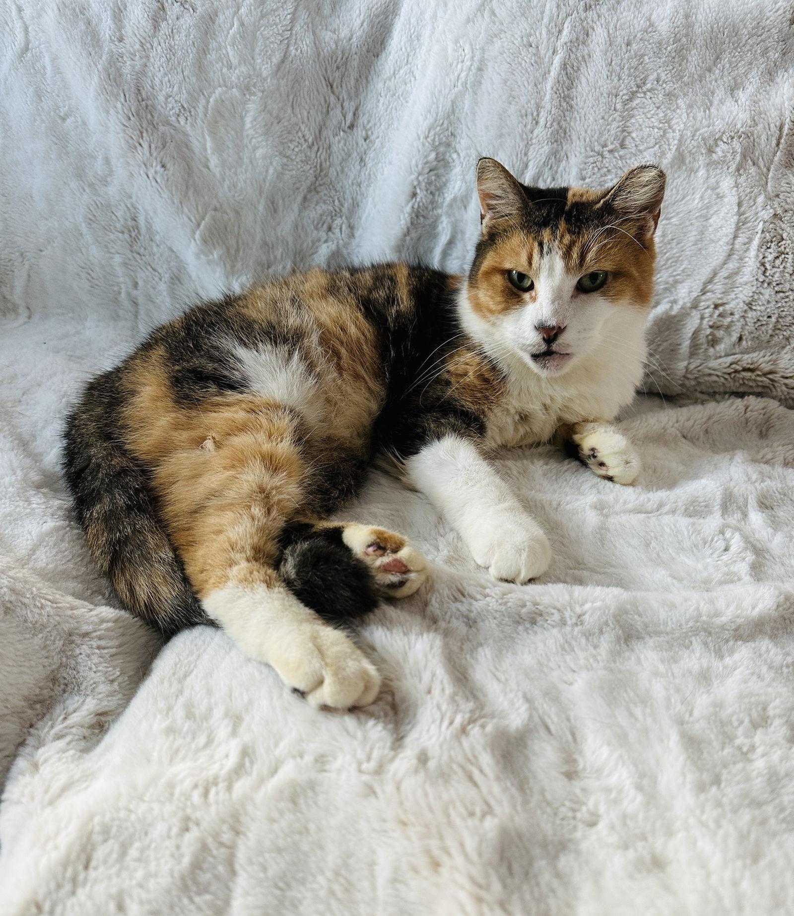 Enlarge Persee, a Adoptable Domestic Short Hair in Walled Lake, MI image 1/3